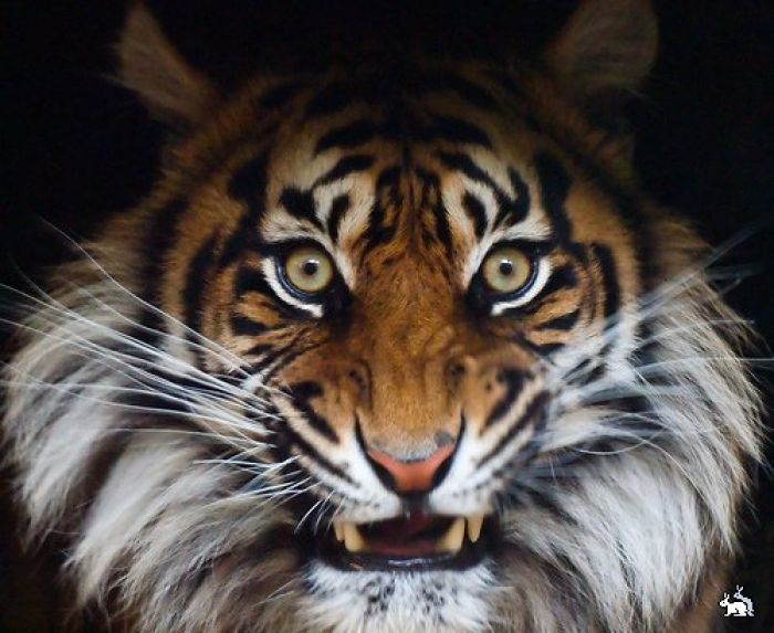 Тигровая 1. Монтана животное. Тигровая 1. Тигровая 1. Arignar anna zoological park.